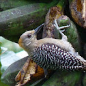 Hoffmann's woodpecker (juvenile)