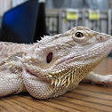 Bearded Dragon (female)