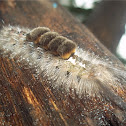 Tussock moth