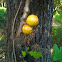 Oak Apple (Oak Gall)