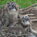 Osprey