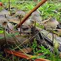 Psilocybe?