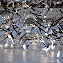 Black Skimmers
