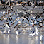 Black Skimmers