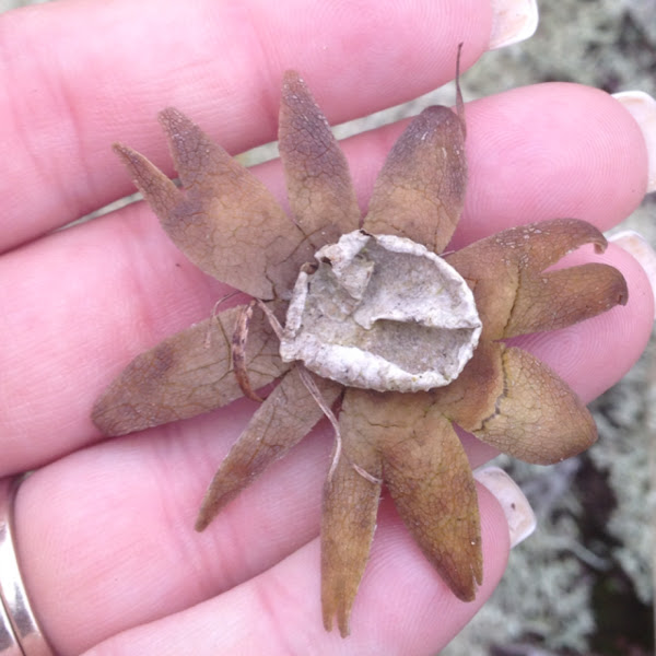 Barometer earthstar Project Noah