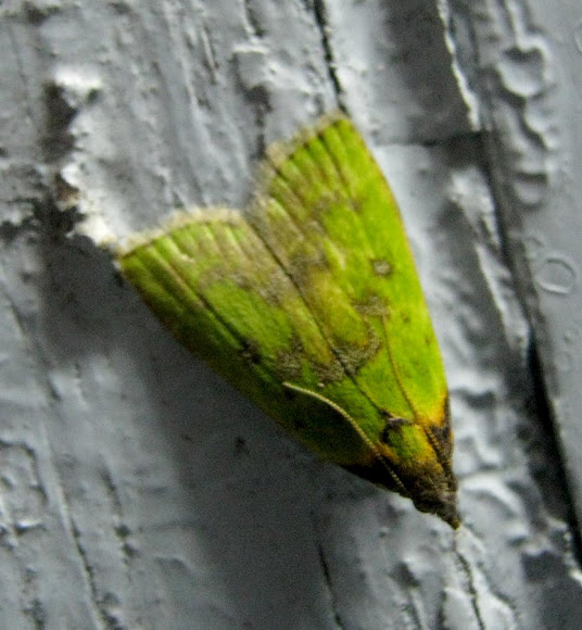Spotting Image 1