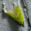 Snout Moth