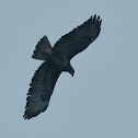 Common buzzard