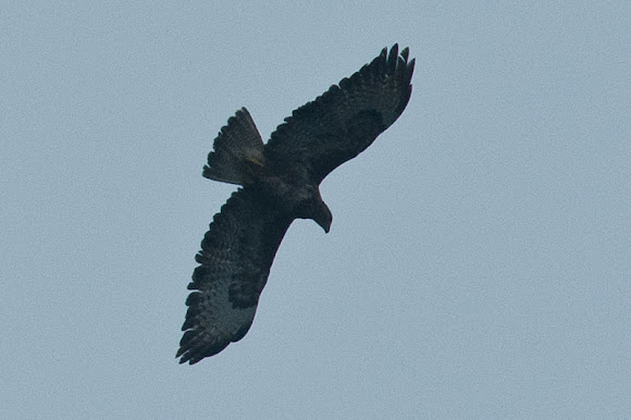 Spotting Image 1