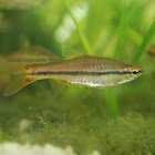 Rasbora