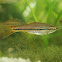 Rasbora