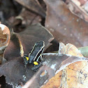 Spotted-Thighed Poison Frog