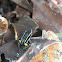 Spotted-Thighed Poison Frog