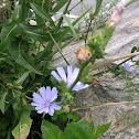 Chicory
