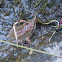 Sierran Treefrog