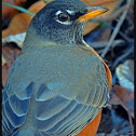 American Robin