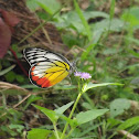 Common Jezebel, Painted Jezebel