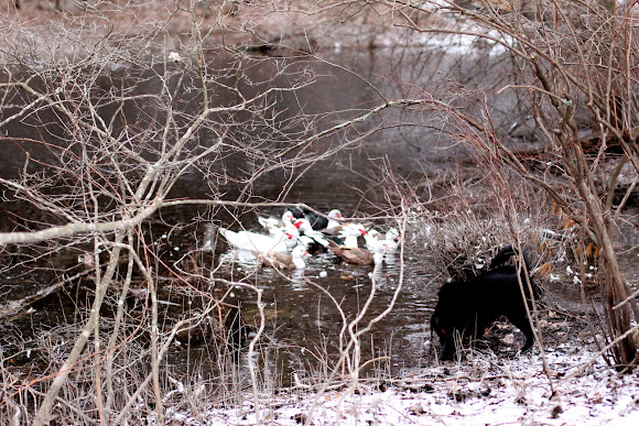 Spotting Image 1