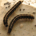 Eastern tent caterpillar