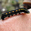 Impatiens Hawk Moth