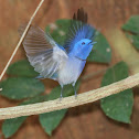 Black-naped Monarch