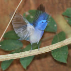 Black-naped Monarch