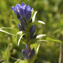 Cross Gentian, Kreuz-Enzian