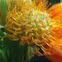 Nodding pincushion
