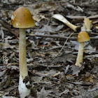 Amanita fulva