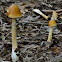 Amanita fulva
