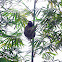 Pale Three-toed Sloth
