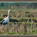 Asian Openbill Stork