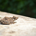 Grass Frog