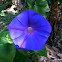 Common Morning Glory