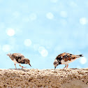Ruddy Turnstone