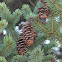 White Spruce