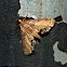 Moth