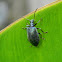 darkling beetle