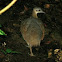 Great Tinamou