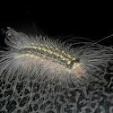 Gum leaf skeletonizer