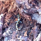 Yellow spotted salamander