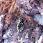 Yellow spotted salamander