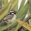 Acacia Pied Barbet