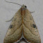 Wedgling Moth