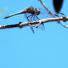 Blue Dasher