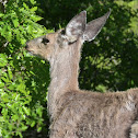 Mule Deer
