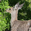 Mule Deer