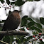 Juvenile Blackbird