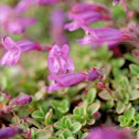Davidsons penstemon