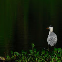 Gray Heron